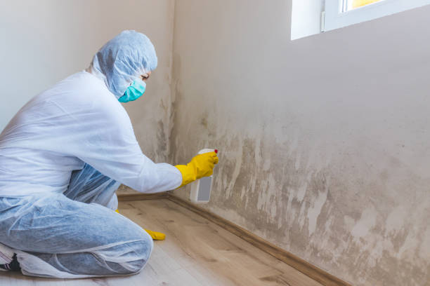 Licensed Attic Mold Removal service in Yeagertown, PA - WQB Mold Removal
