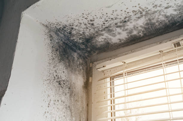 Affordable Attic Mold Removal solutions in Yeagertown, PA